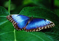 Télécharger Free Butterfly Screensaver Télécharger Free Butterfly Screensaver